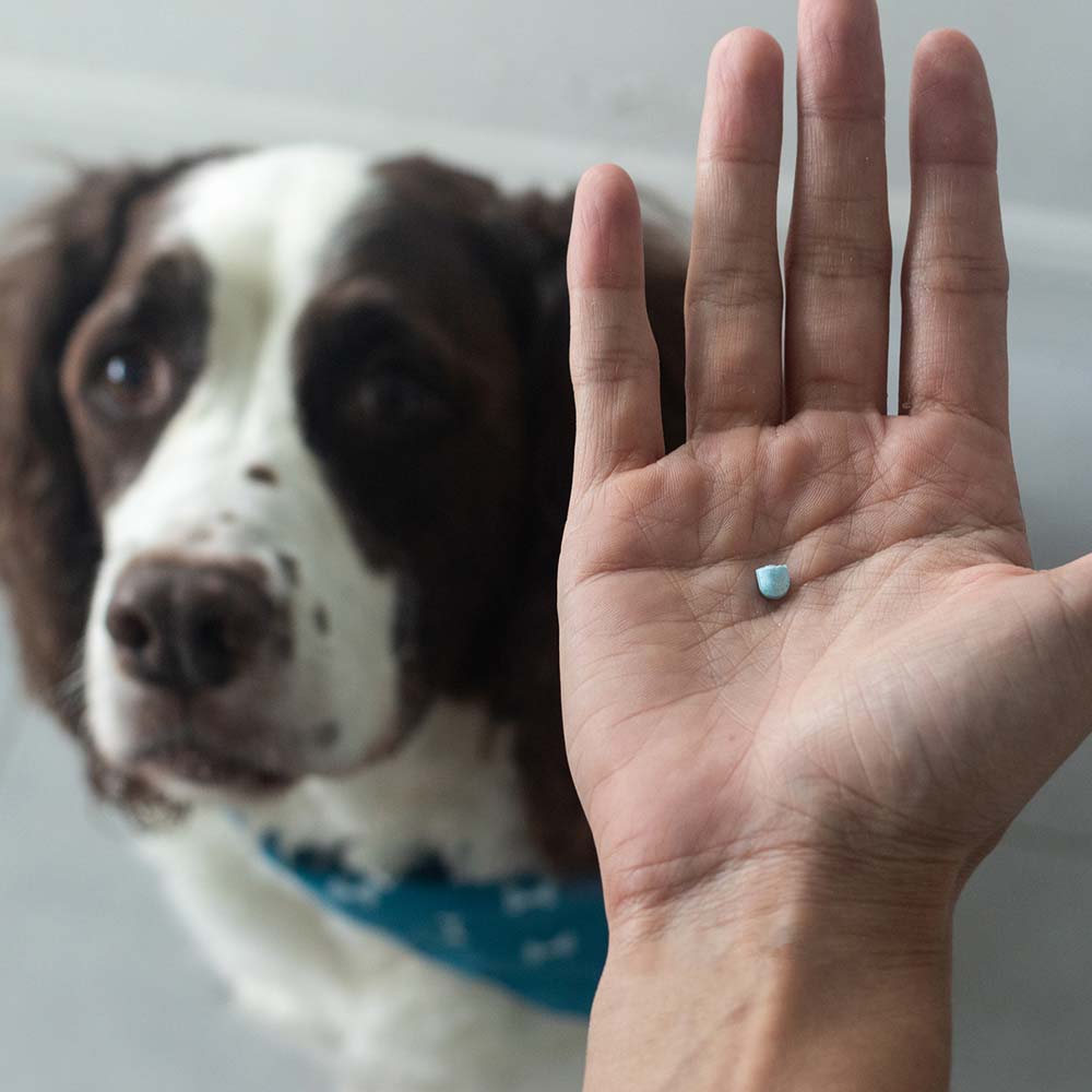 A person holds a small blue pill in their hand, while a curious dog watches intently nearby.