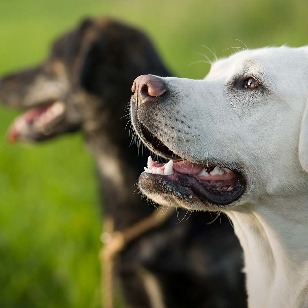 Two dogs standing together in a lush green field, enjoying the outdoors under a clear blue sky.